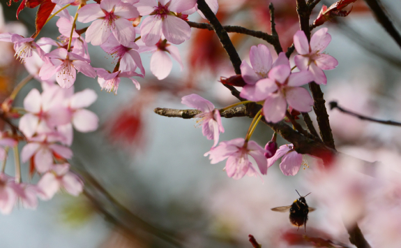 A close-up of delicate pink cherry blossoms on a tree branch, with a bumblebee in flight nearby, set against a softly blurred background.